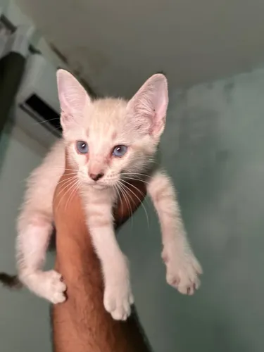 Gatinha para adoção