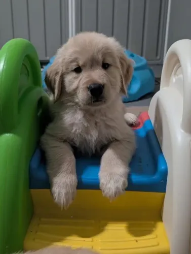 Filhotes de Golden Retriever | Um sorriso garantido.
