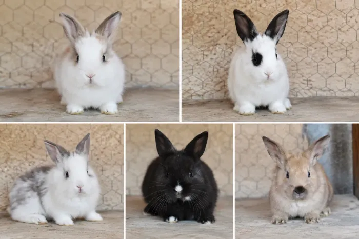 Filhotes de coelhinhos