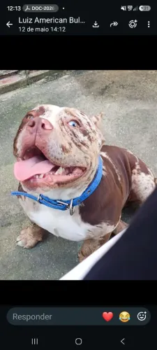American Bully para cobertura