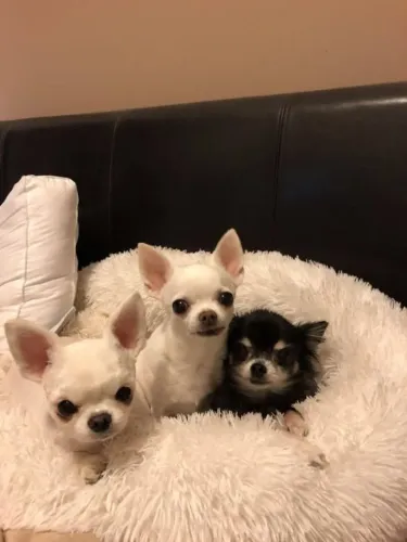 Filhotinhos Chihuahua com olhos claros e rara beleza
