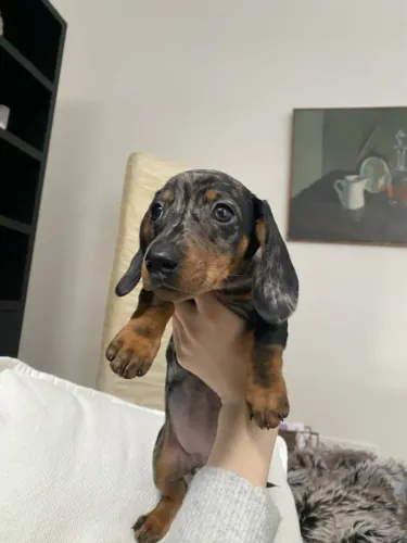 Dachshund Trazendo Carinho Para Sua Rotina
