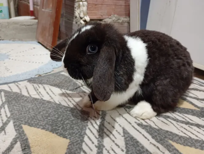 Coelha mini lop