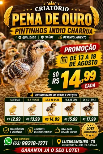 Pintinhos índio charrua