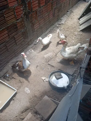 Vendo pato por 150