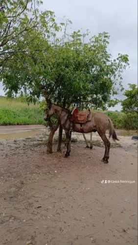 Vendo burro de cavalgada 