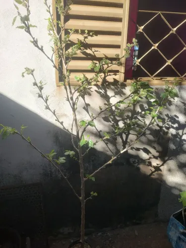 Vendo muda de amora gigante produz o ano todo está produzindo frutos em crescimento e verd