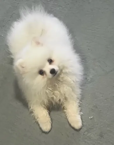 Cachorro
