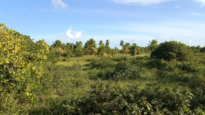 Fazenda com 28 hectares no município de touros