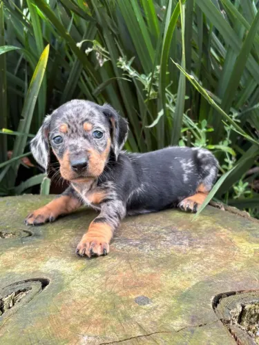 DASHCHUND ARLEQUIM MACHINHO