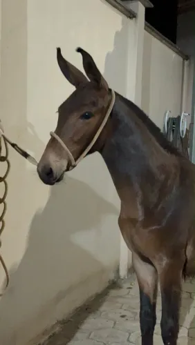 Lindo Burro disponível para venda!!!