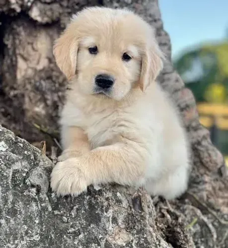 Golden Retriever Felicidades em abundância, eu sei cãomigo
