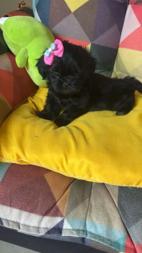 Shitzu mini fêmea aceito cartão