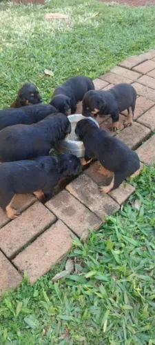 Filhote de Rottweiler