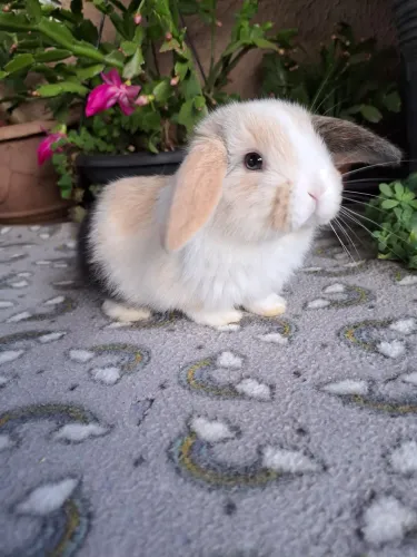 Mini coelhos disponíveis valor promocional 