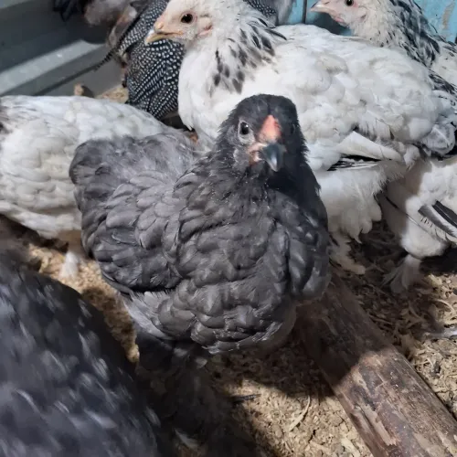 Franguinha(o) Brahma Blue