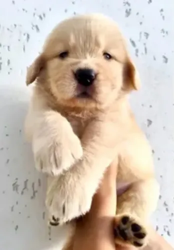 Filhote Goldem Retriever ?