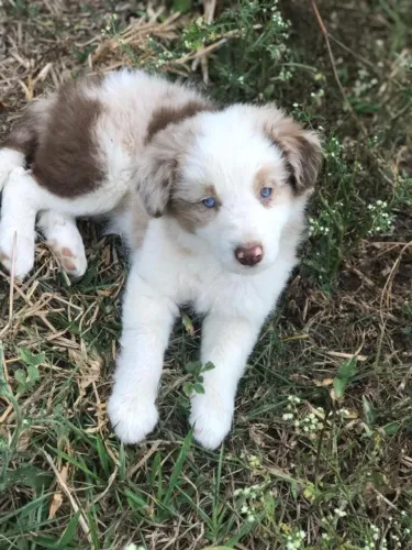 Border collie inteligentes