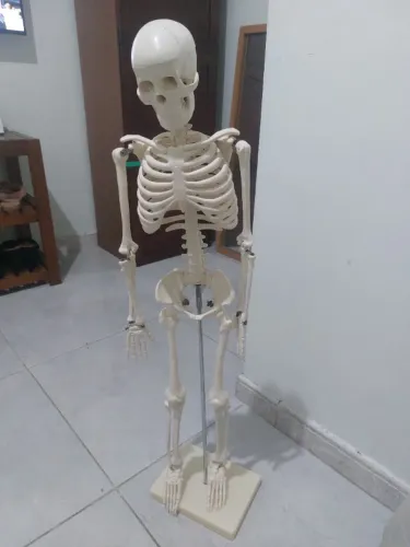 ESQUELETO HUMANO 85 CM DE ALTURA C/ SUPORTE - SD5002 - SDORF