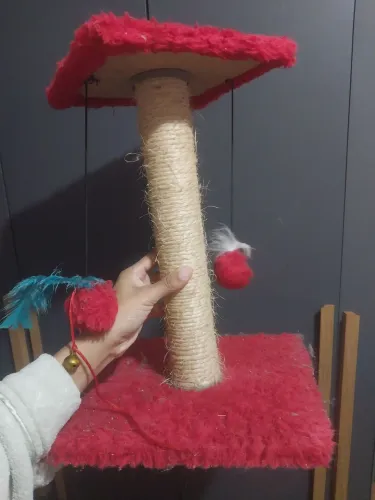 Aranhador de gato
