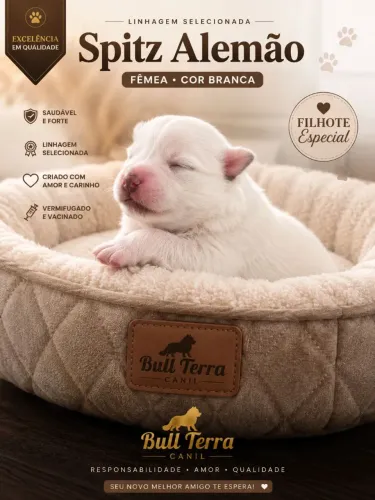 Spitz alemão branca