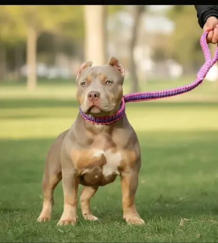 Guias Pit Bull 