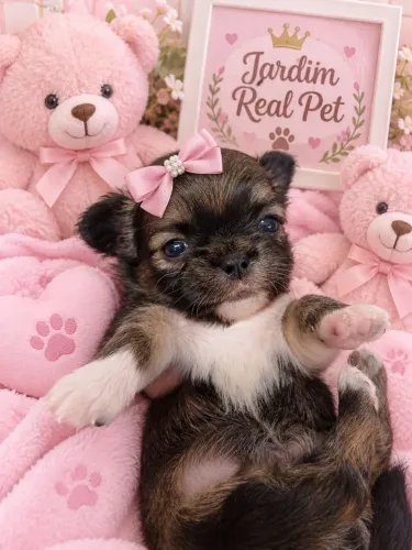 Chihuahua fêmea Dourada Pêlo longo Linda para reserva.Em 2x pagamento pix