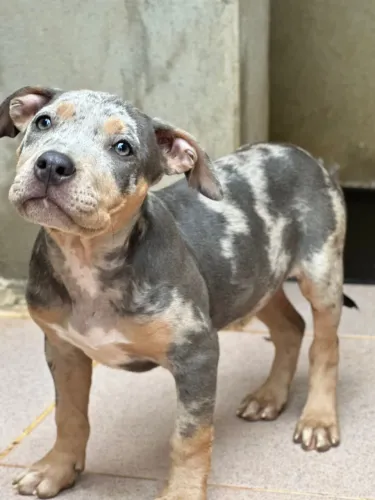 Pit Monster brazilian bull fêmea 