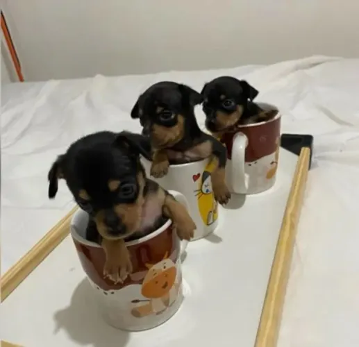 Pincher lindos com caminha brinde