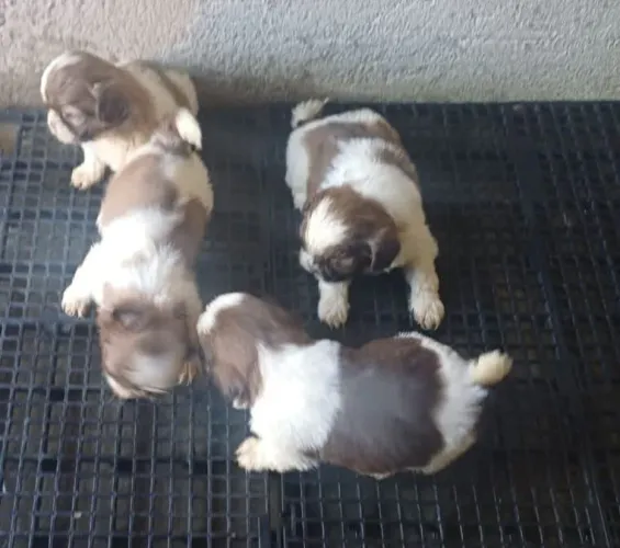 Filhotes de shih Tzu 