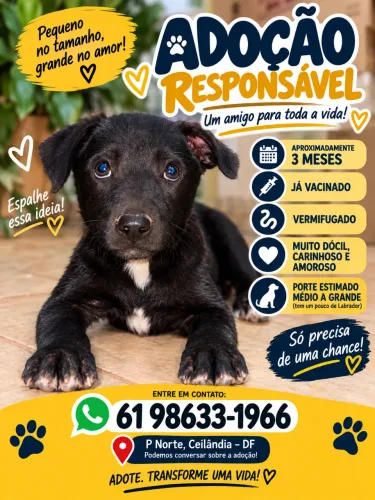 Filhote de Cachorro Preto para Adoção Responsável