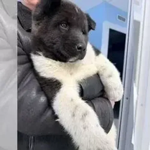 Akita Inu,Akita Inu Filhote Estrutura Perfeita Disponível
