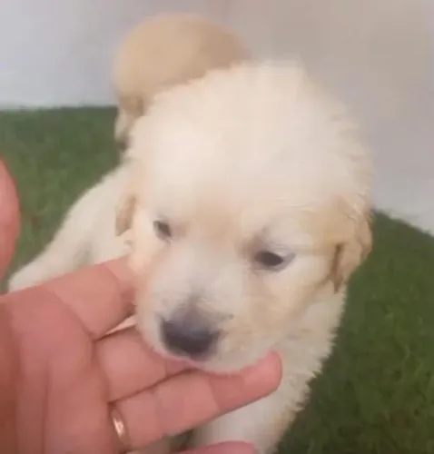 Golden retriever lindo e docil 