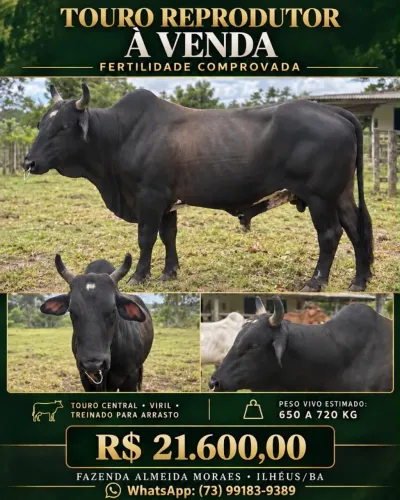 TOURO REPRODUTOR À VENDA
