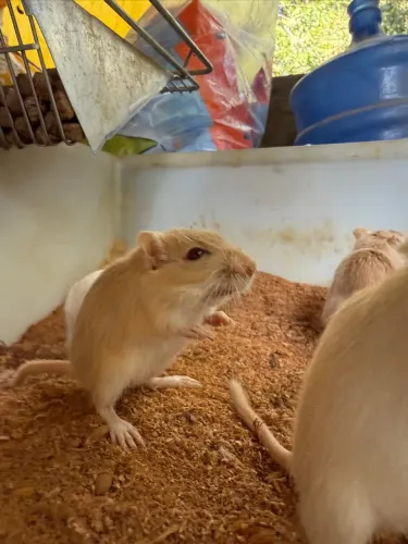 Gerbil
