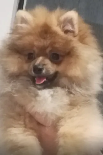 Lulu da pomerana - 4 meses disponível.