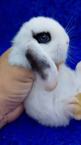 Lindo Mini coelho olhos azuis