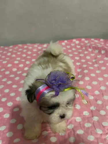Filhotes de lhasa apso