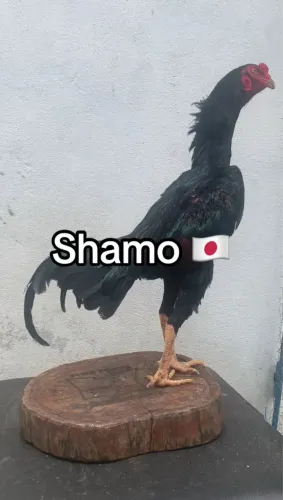 Shamo Japonês 