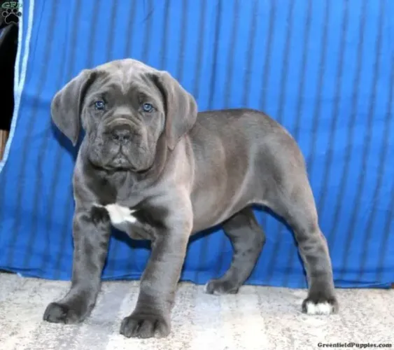 Cane Corso gigante - presença impressionante