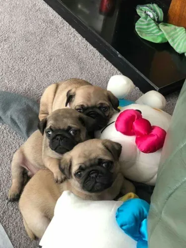 Pug - Tem Companhias Que Fazem A Casa Virar Lar
