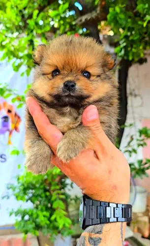 Filhotes de Lulú da Pomerania com PEDIGREE CBKC