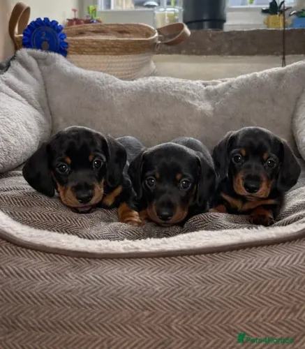 Filhotinhos Macho e Fêmea Dóceis Teckel/Dachshund/Salsicha/Salsichinha/Basset/Cofap SP