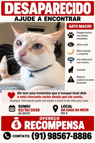 GATO DESAPARECIDO OFEREÇO RECOMPENSA