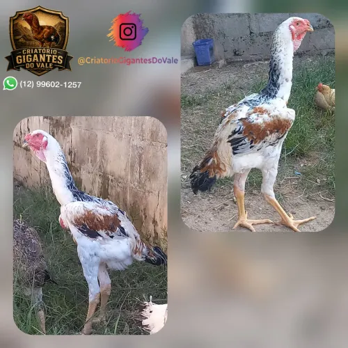 Frango índio gigante