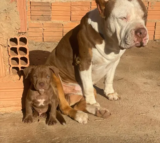 Filhote de macho de Pit Monster