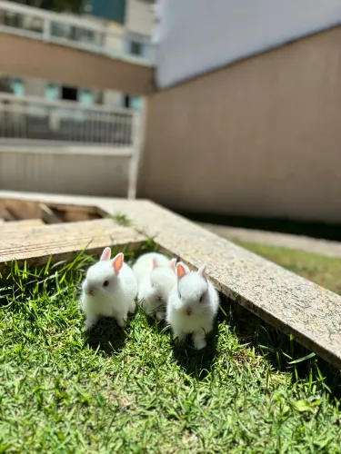 Mini coelho netherland dwarf