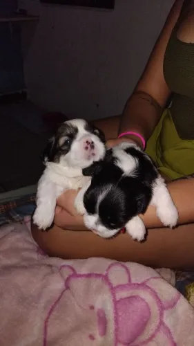 VENDO FILHOTE DE Lhasa Apso