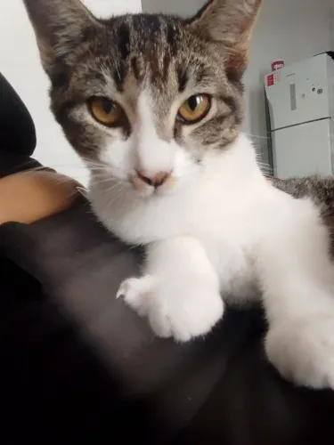 Doa-se gato macho não castrado