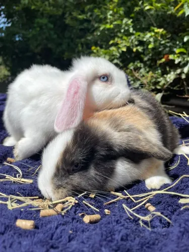 Lindos filhotes de mini coelhos